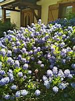 Blueblossom, Ceanothus thyrsiflorus (prise a Lens, P-de-C)(1)